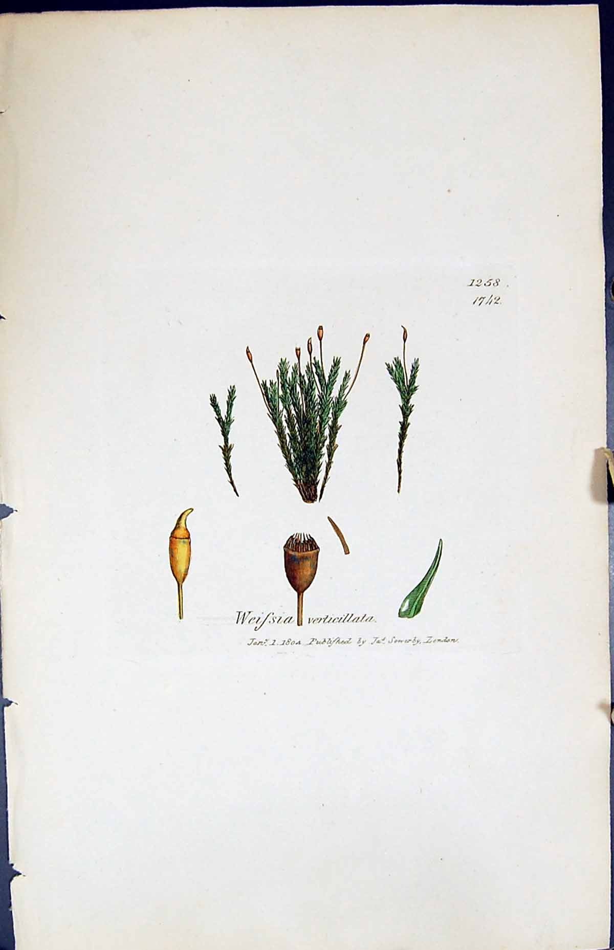 Antique Print Weissia Verticillata British Plants Botany 1847 Sowerby Smith