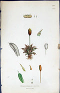 Antique Print Gymnostomum Conicum British Plants Botany 1847 Sowerby Smith 19th