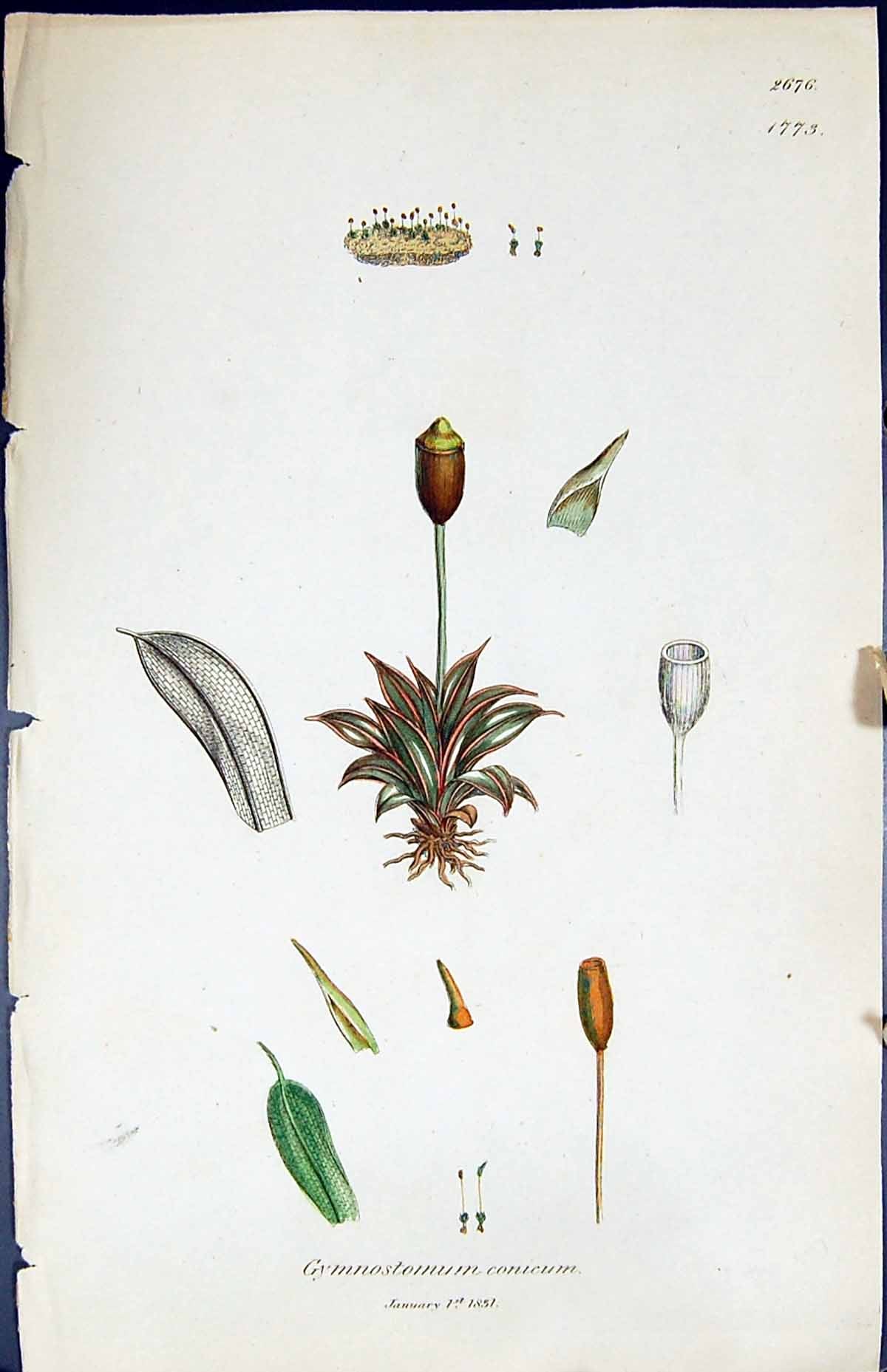 Antique Print Gymnostomum Conicum British Plants Botany 1847 Sowerby Smith 19th