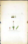 Old Gymnostomum Fasciculare British Plants Botany 1847 Sowerby Smith Victorian