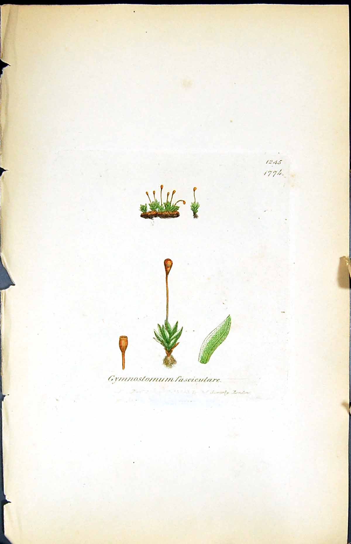 Old Gymnostomum Fasciculare British Plants Botany 1847 Sowerby Smith Victorian