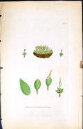 Old Print Gymnostomum Pyriforme British Plants Botany 1847 Sowerby Smith 19th