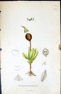 Old Print Gymnostomum Sphericum British Plants Botany 1847 Sowerby Smith 19th