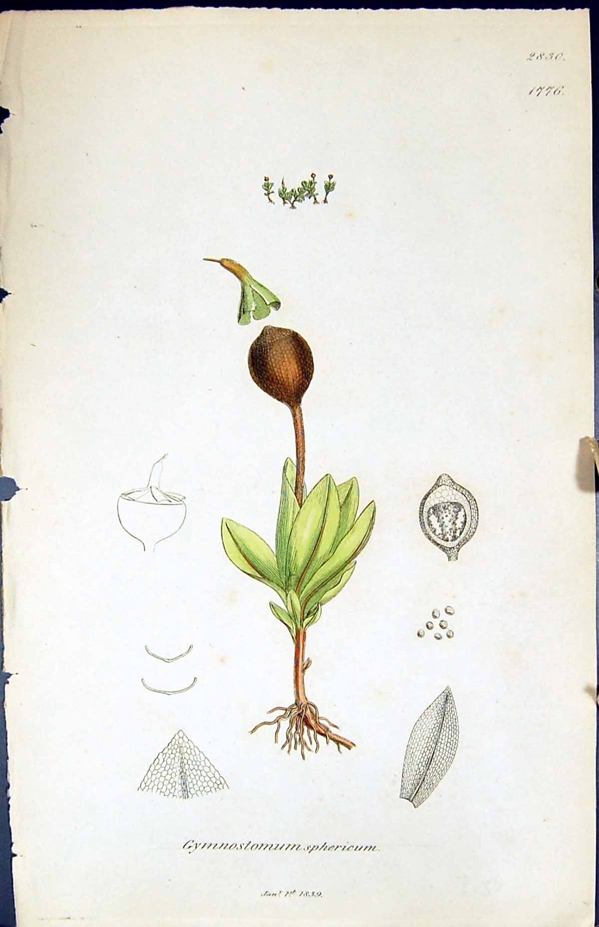 Old Print Gymnostomum Sphericum British Plants Botany 1847 Sowerby Smith 19th