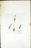 Antique Old Print Gymnostomum Tenue British Plants Botany 1847 Sowerby Smith