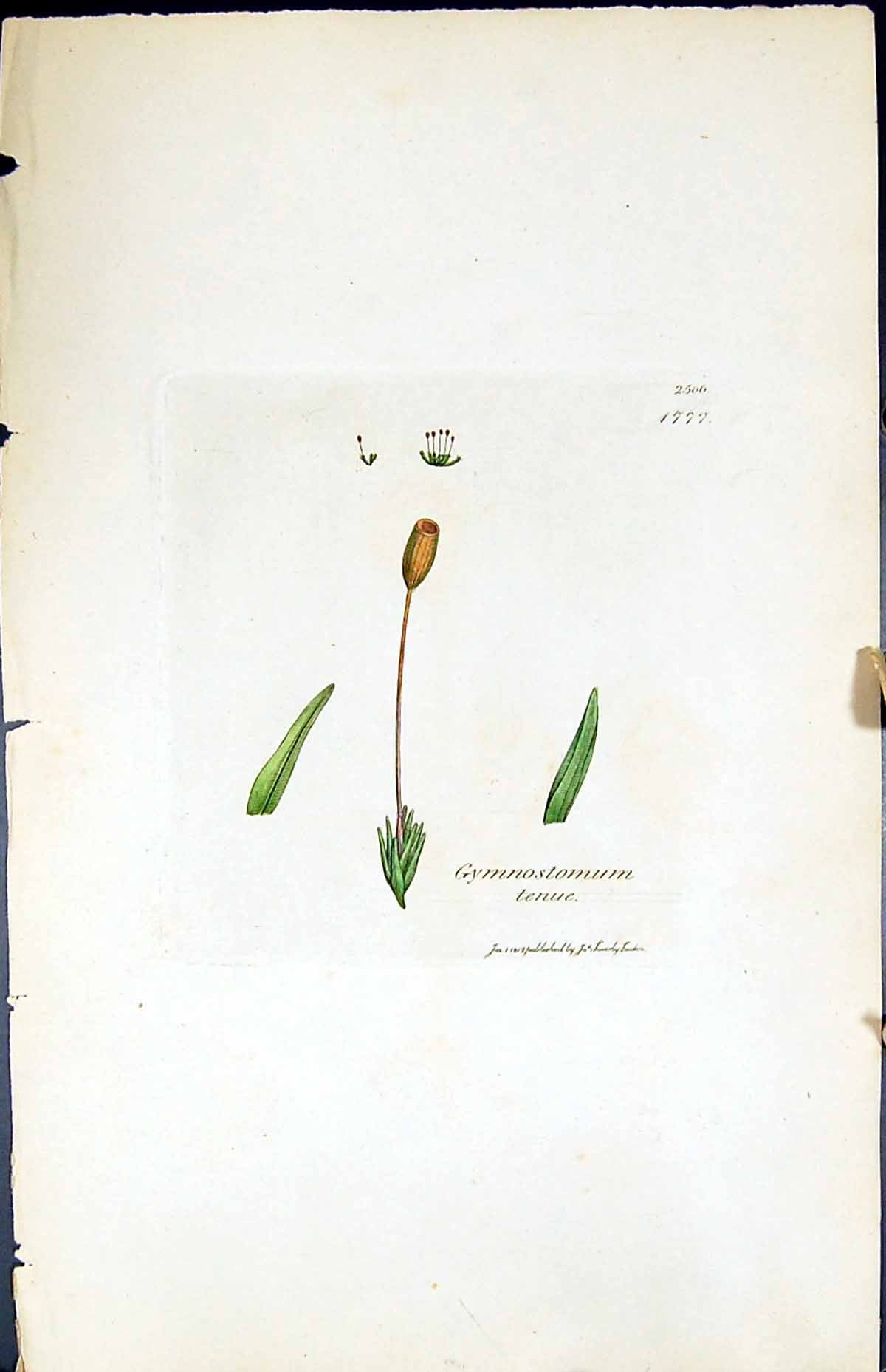Antique Old Print Gymnostomum Tenue British Plants Botany 1847 Sowerby Smith