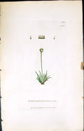 Antique Print Gymnostomum Donianum British Plants Botany 1847 Sowerby Smith