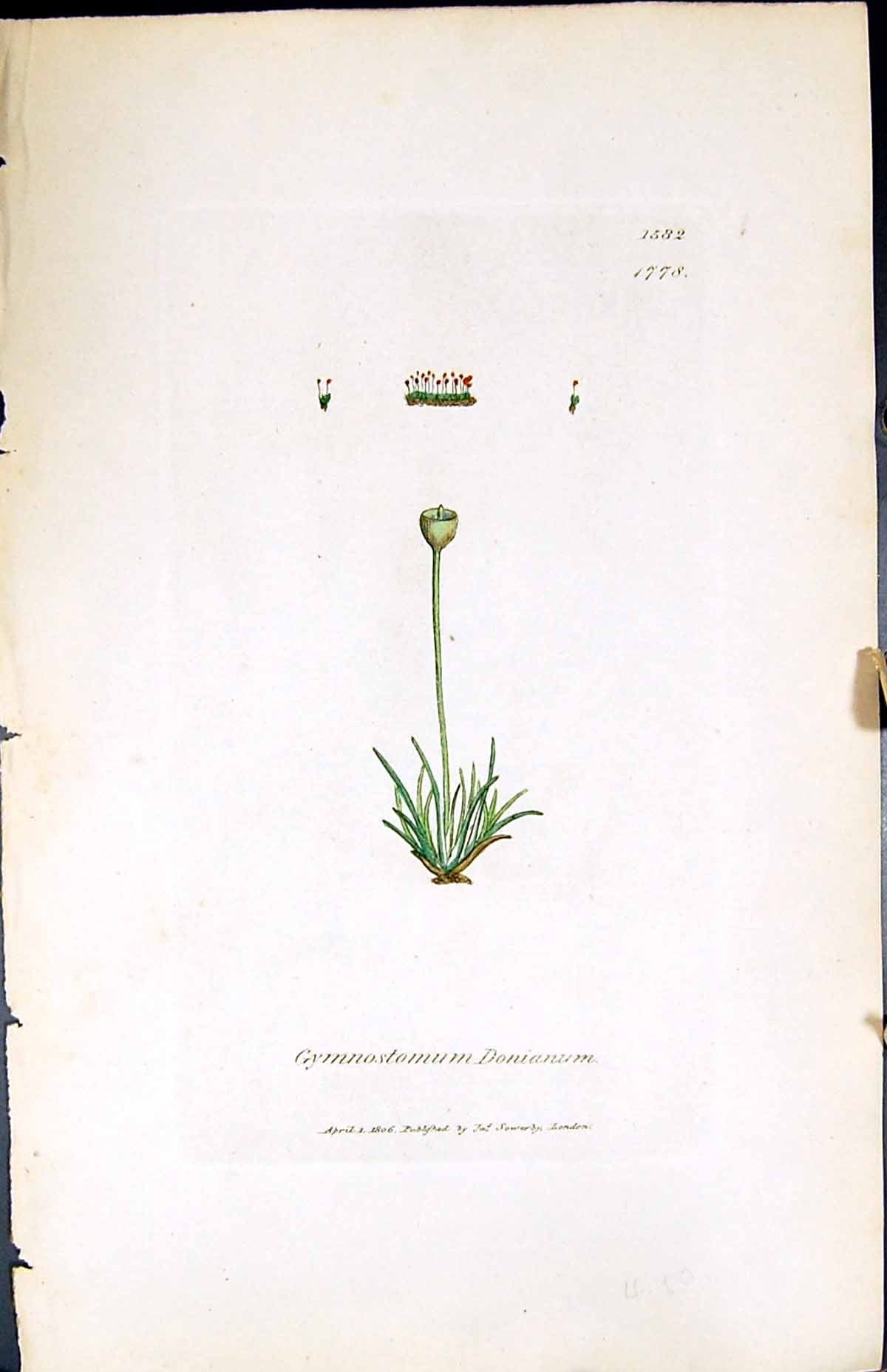 Antique Print Gymnostomum Donianum British Plants Botany 1847 Sowerby Smith