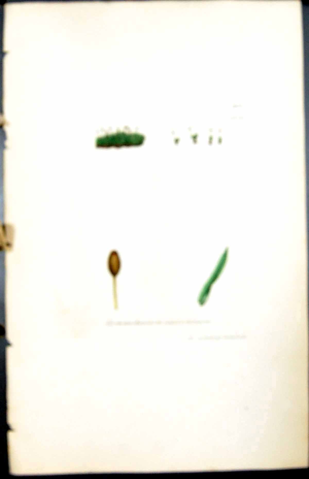 Old Gymnostomum Mucrastomum British Plants Botany 1847 Sowerby Smith Victorian