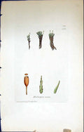 Antique Old Print Hedwigia Oestiva British Plants Botany 1847 Sowerby Smith