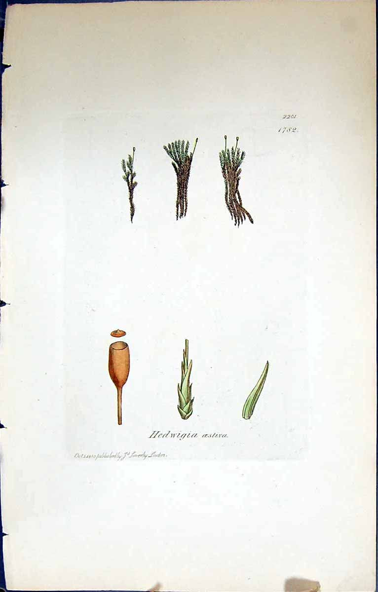 Antique Old Print Hedwigia Oestiva British Plants Botany 1847 Sowerby Smith