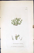 Antique Print Anictangium Ciliatum British Plants Botany 1847 Sowerby Smith