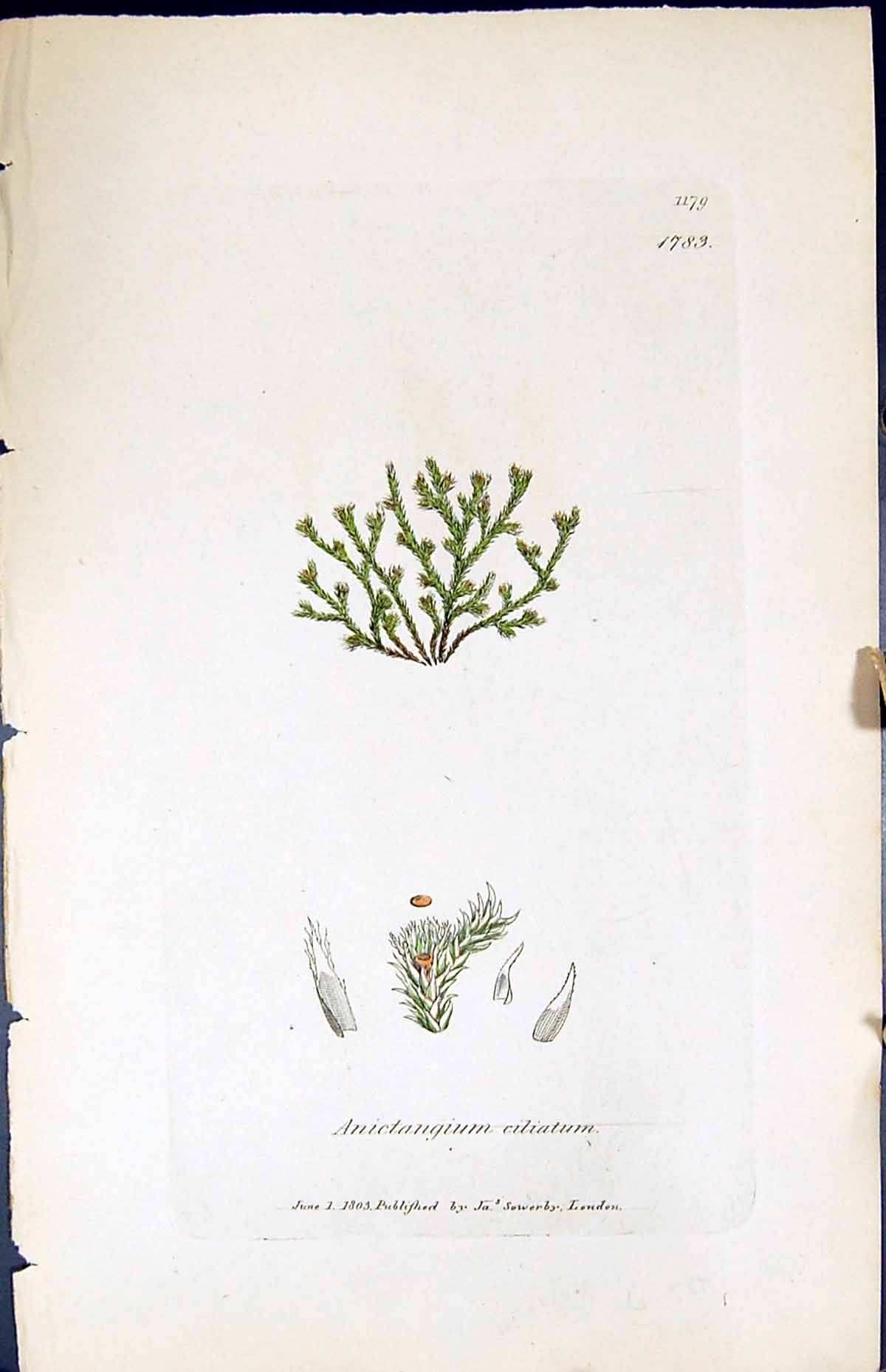 Antique Print Anictangium Ciliatum British Plants Botany 1847 Sowerby Smith