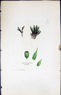Antique Old Print Anictangium British Plants Botany 1847 Sowerby Smith Colour