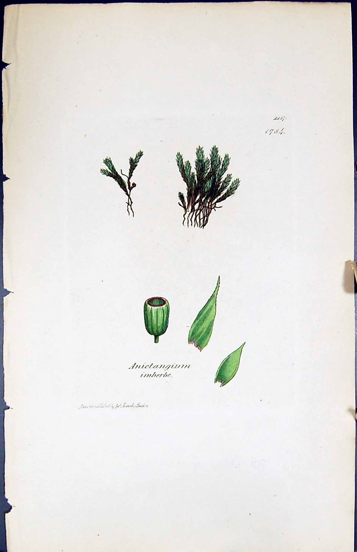 Antique Old Print Anictangium British Plants Botany 1847 Sowerby Smith Colour