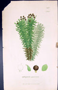 Antique Print Sphagnum Squarrosum British Plants Botany 1847 Sowerby Smith 19th