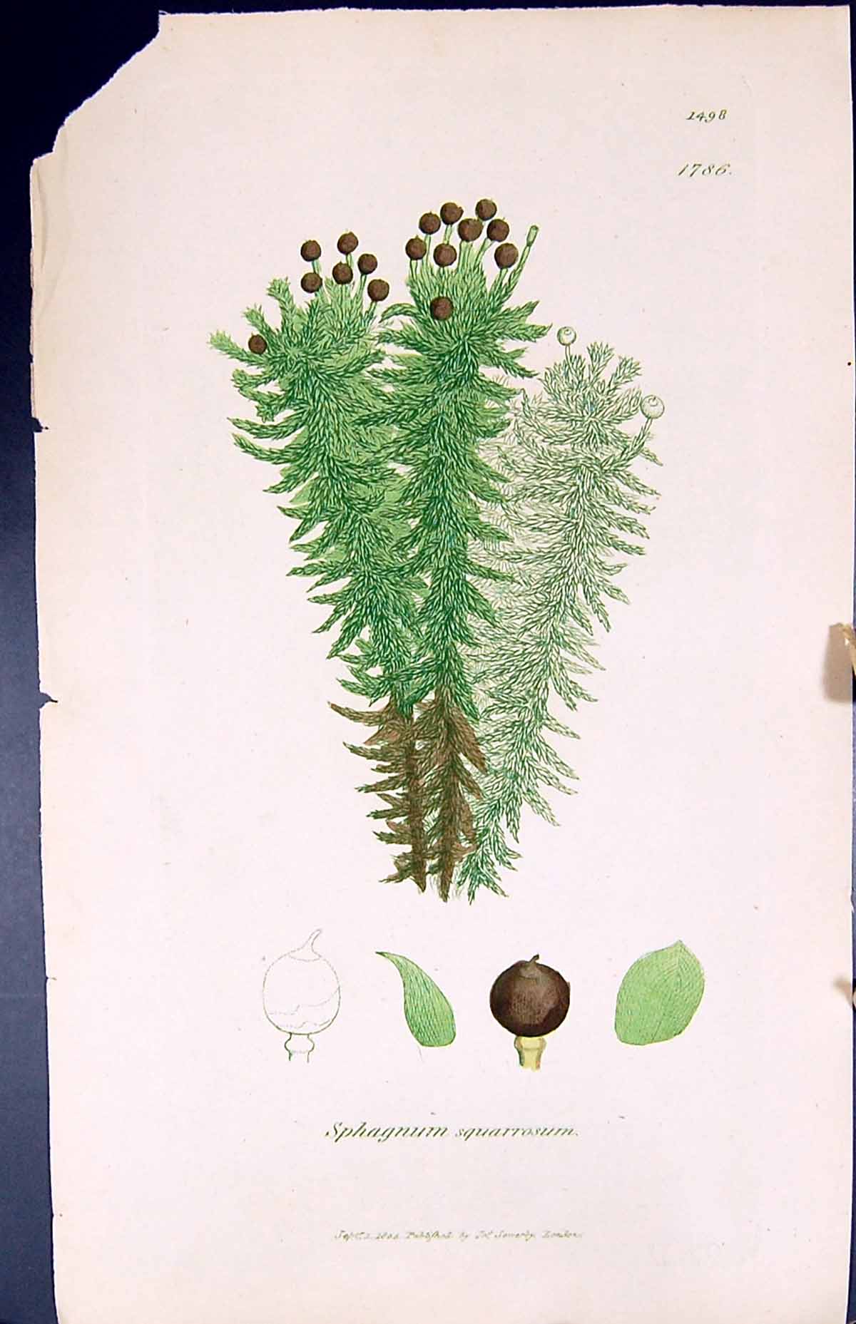 Antique Print Sphagnum Squarrosum British Plants Botany 1847 Sowerby Smith 19th