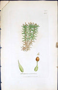 Antique Print Sphagnum Acutifolium British Plants Botany 1847 Sowerby Smith