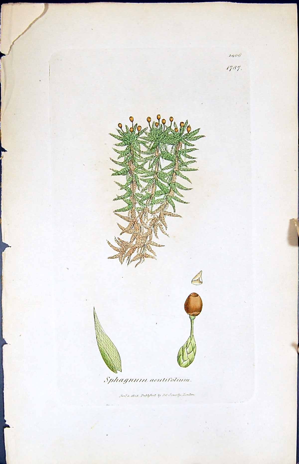 Antique Print Sphagnum Acutifolium British Plants Botany 1847 Sowerby Smith