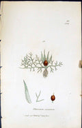 Antique Old Print Phascum Serratum British Plants Botany 1847 Sowerby Smith
