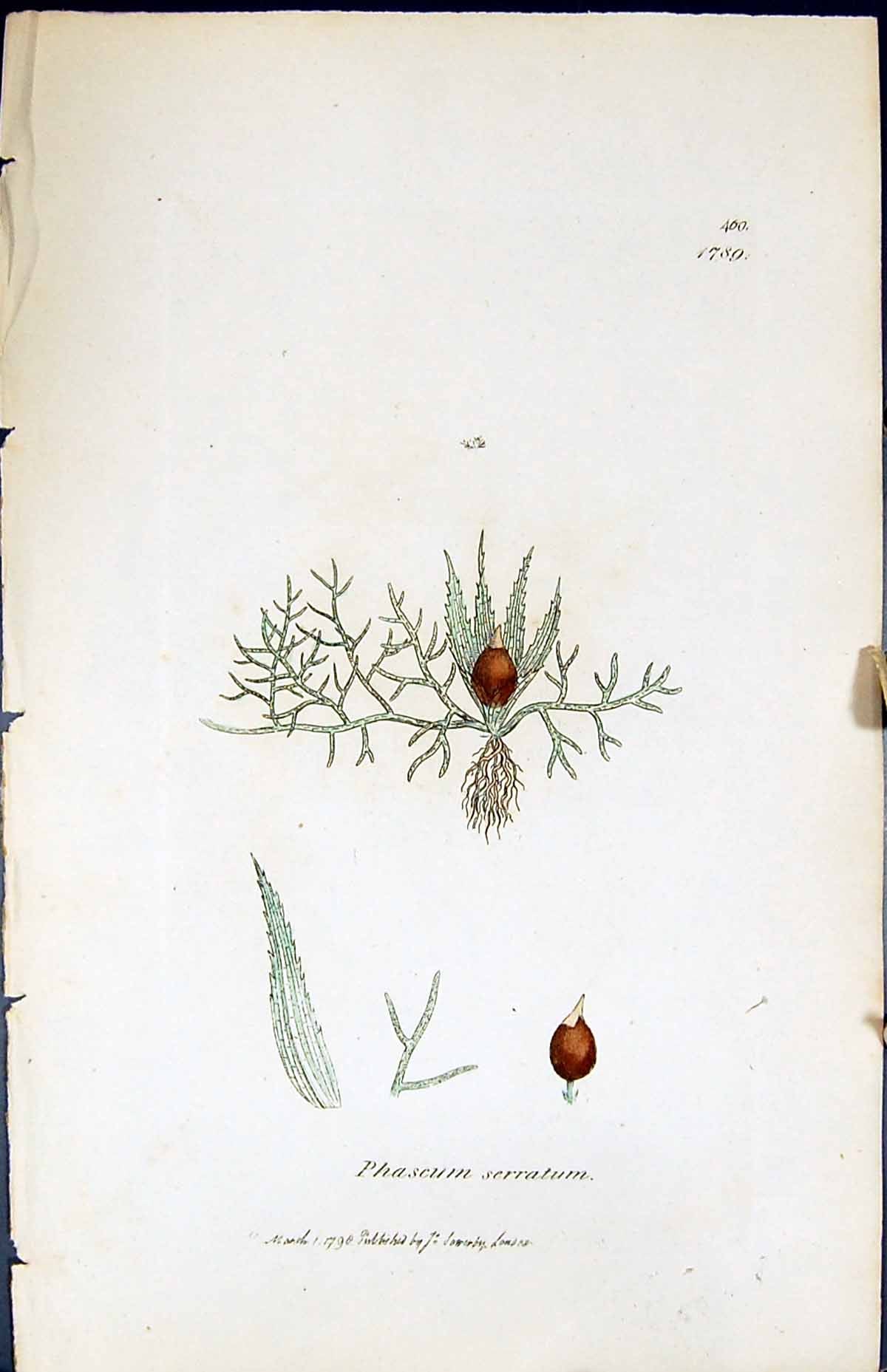 Antique Old Print Phascum Serratum British Plants Botany 1847 Sowerby Smith