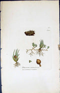 Antique Print Phaseum Stoloniferum British Plants Botany 1847 Sowerby Smith