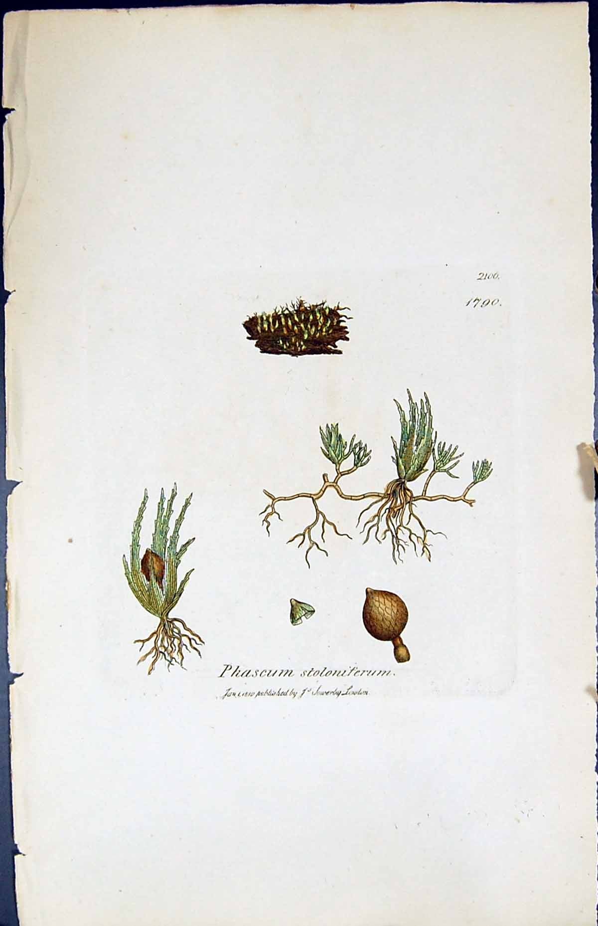 Antique Print Phaseum Stoloniferum British Plants Botany 1847 Sowerby Smith