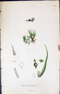 Antique Print Phascum Stenophyllum British Plants Botany 1847 Sowerby Smith