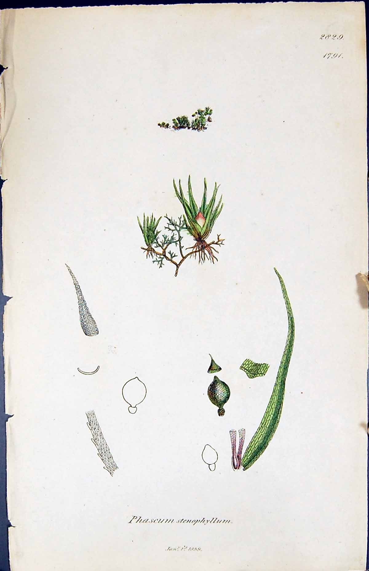 Antique Print Phascum Stenophyllum British Plants Botany 1847 Sowerby Smith