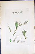 Old Print Phascum Alternifolium British Plants Botany 1847 Sowerby Smith 19th