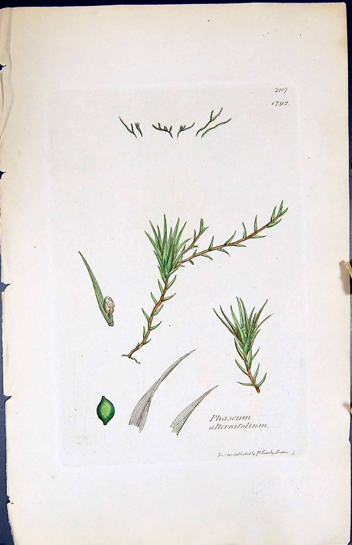 Old Print Phascum Alternifolium British Plants Botany 1847 Sowerby Smith 19th