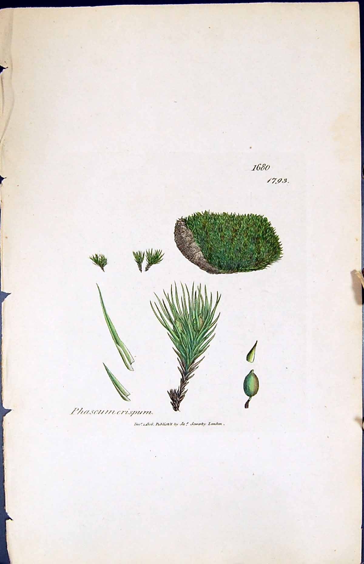 Antique Old Print Phascum Crispum British Plants Botany 1847 Sowerby Smith 19th