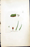 Antique Old Print Phascum Subulatum British Plants Botany 1847 Sowerby Smith