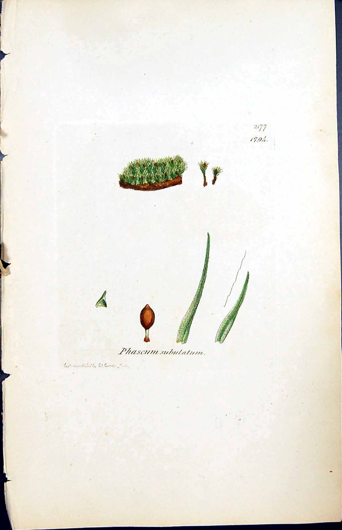 Antique Old Print Phascum Subulatum British Plants Botany 1847 Sowerby Smith