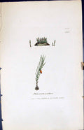 Antique Old Print Phascum Axillare British Plants Botany 1847 Sowerby Smith