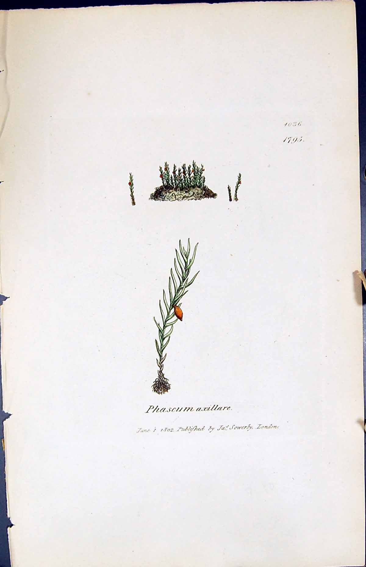 Antique Old Print Phascum Axillare British Plants Botany 1847 Sowerby Smith