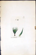 Antique Old Print Phascum Strictum British Plants Botany 1847 Sowerby Smith