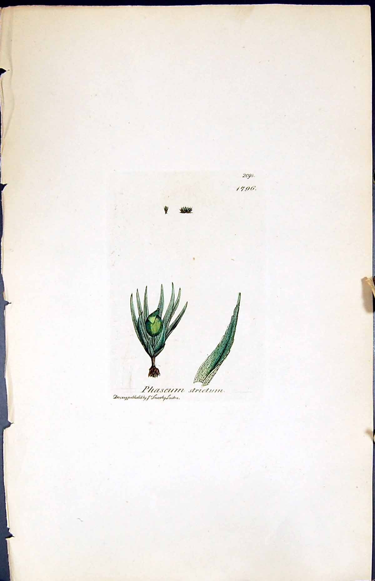 Antique Old Print Phascum Strictum British Plants Botany 1847 Sowerby Smith
