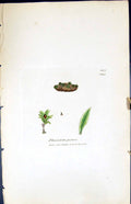 Old Print Phascum Patens British Plants Botany 1847 Sowerby Smith Colour 19th