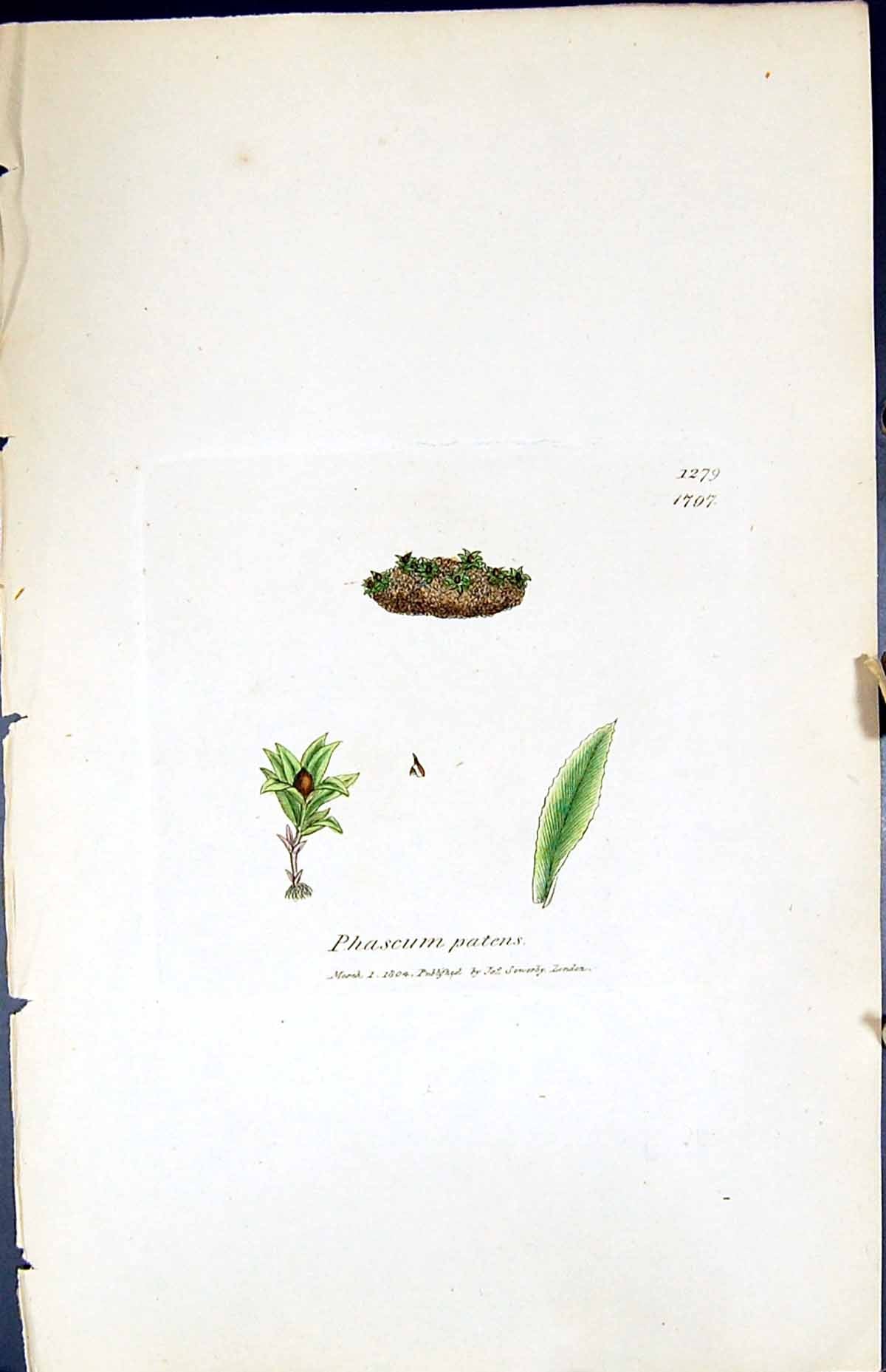 Old Print Phascum Patens British Plants Botany 1847 Sowerby Smith Colour 19th