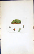 Antique Old Print Phascum Muticum British Plants Botany 1847 Sowerby Smith 19th