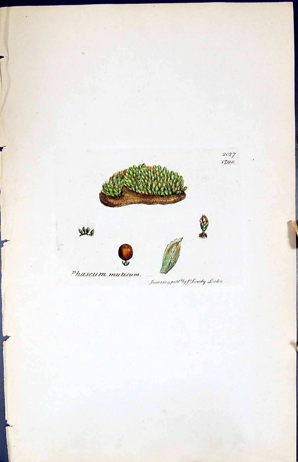 Antique Old Print Phascum Muticum British Plants Botany 1847 Sowerby Smith 19th