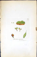 Antique Old Print Phascum Cuspudatum British Plants Botany 1847 Sowerby Smith