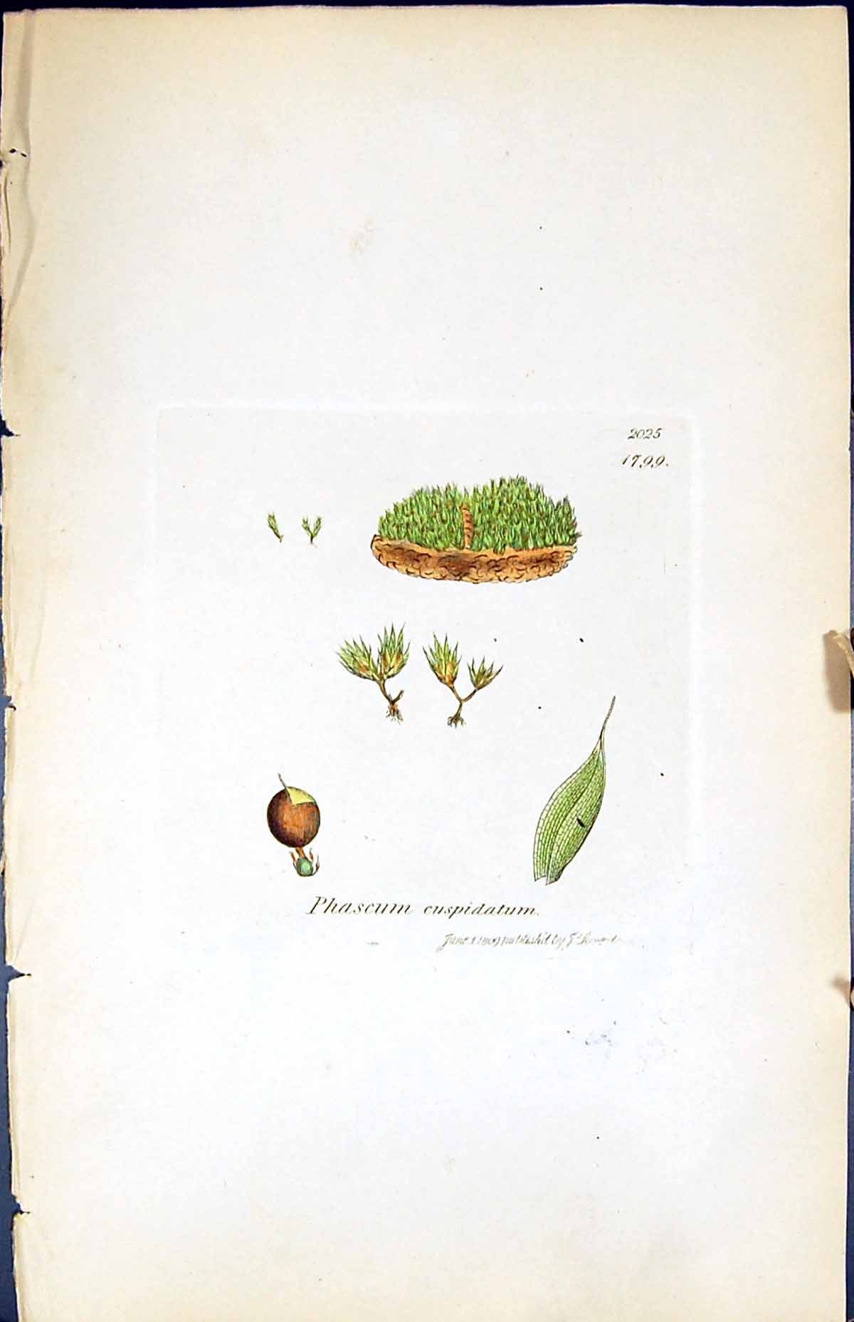 Antique Old Print Phascum Cuspudatum British Plants Botany 1847 Sowerby Smith