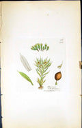 Old Print Phascum Schreberianum British Plants Botany 1847 Sowerby Smith 19th