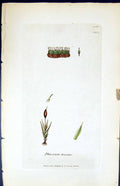 Antique Old Print Phascum Hryoides British Plants Botany 1847 Sowerby Smith