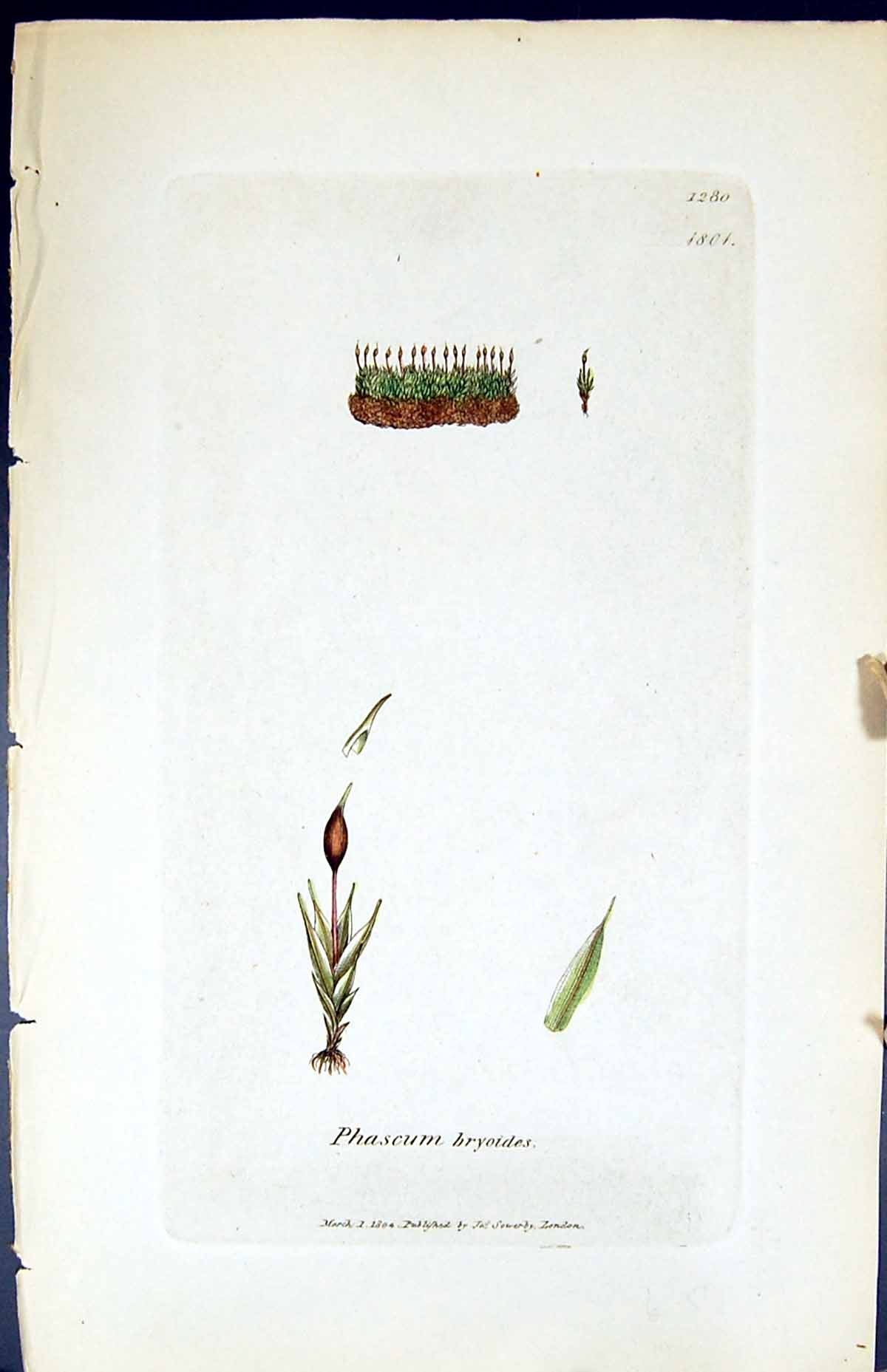 Antique Old Print Phascum Hryoides British Plants Botany 1847 Sowerby Smith
