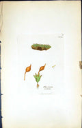 Old Print Phascum Rectum British Plants Botany 1847 Sowerby Smith Colour 19th