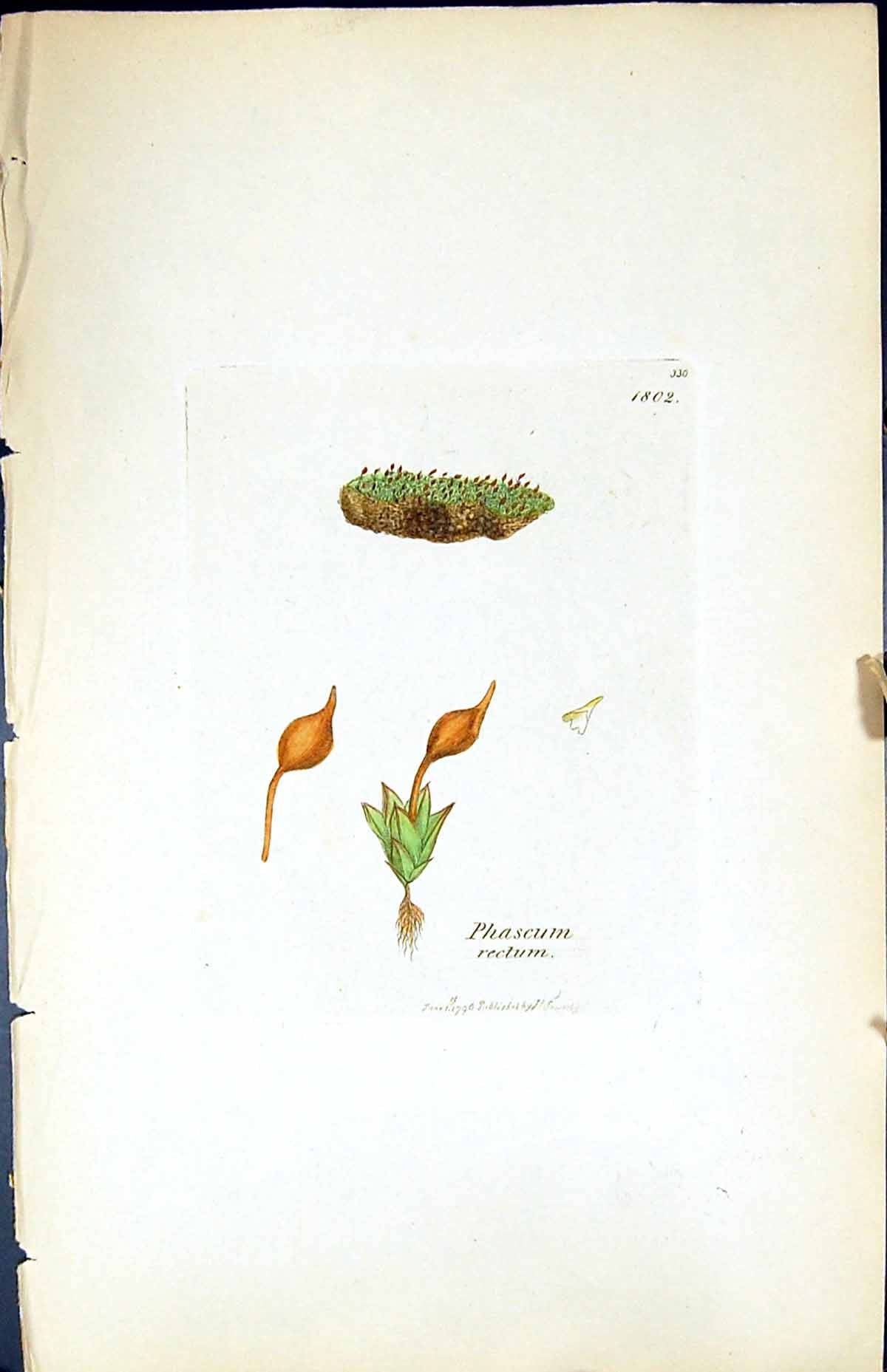Old Print Phascum Rectum British Plants Botany 1847 Sowerby Smith Colour 19th