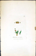 Antique Print Phascum Curvicollum British Plants Botany 1847 Sowerby Smith 19th